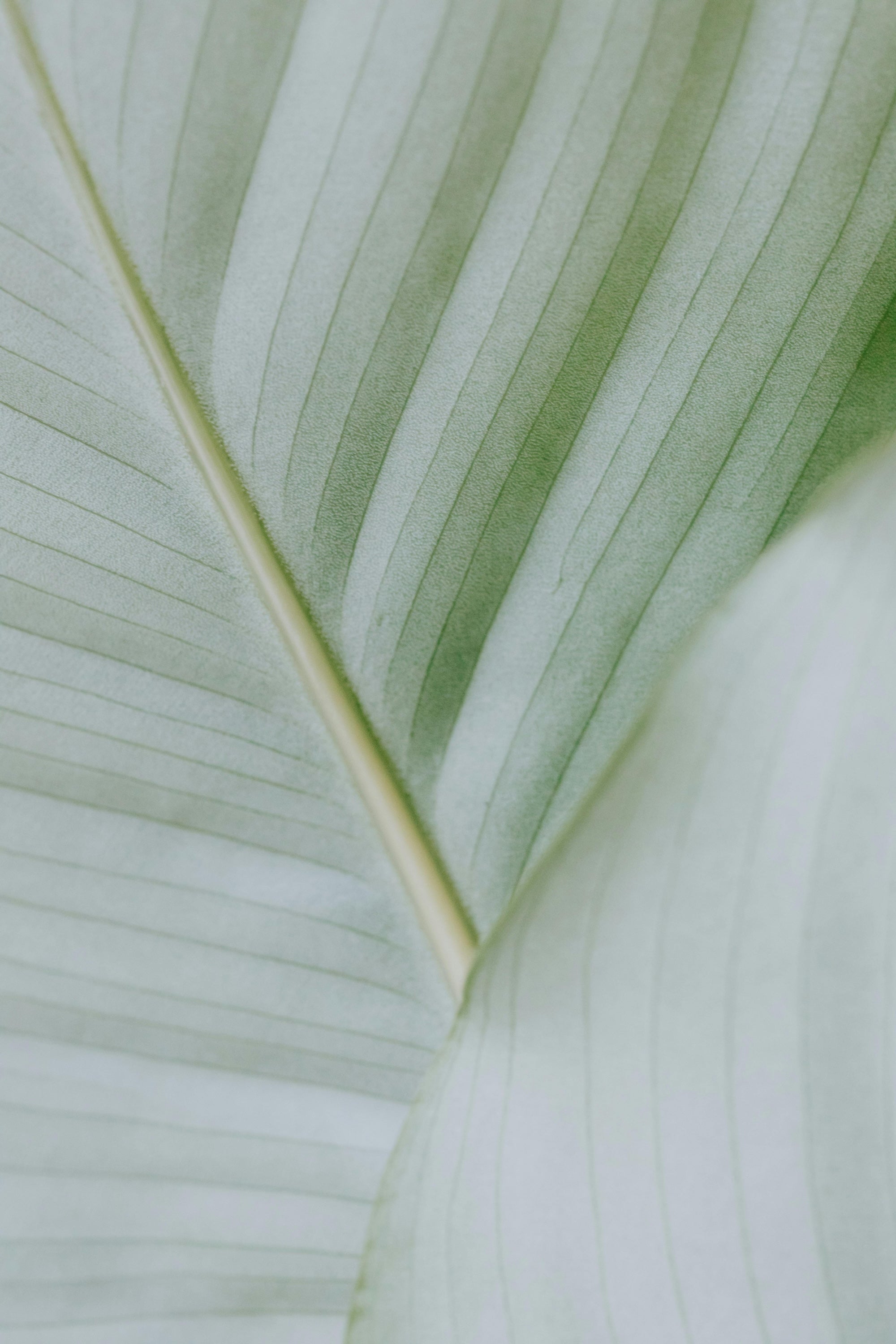 texture Leaf to represent in the natural beauty in this med spa great barrington, ma